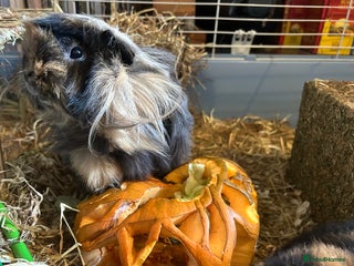 Guinea Pig rodents Female Guinea Pig for sale - Advert 6