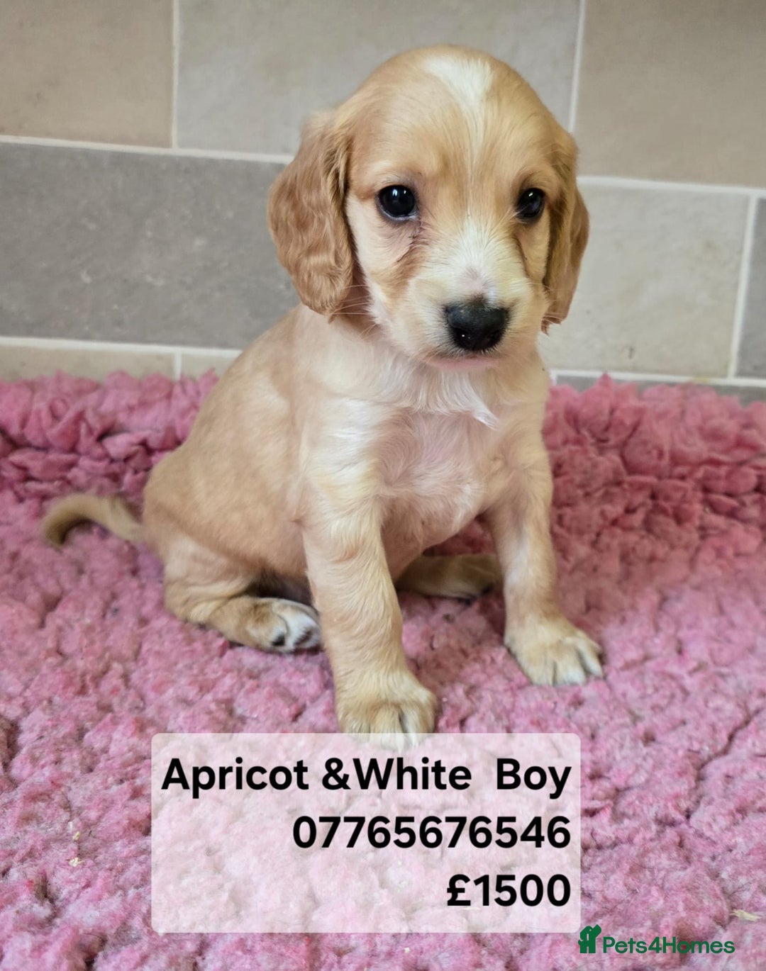 Cockapoo dogs for sale: Cockapoo Puppies Licenced Domestic Breeder - Advert 4
