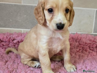 Cockapoo dogs Quality Cockapoo Puppies Licenced Domestic Breeder - Advert 18