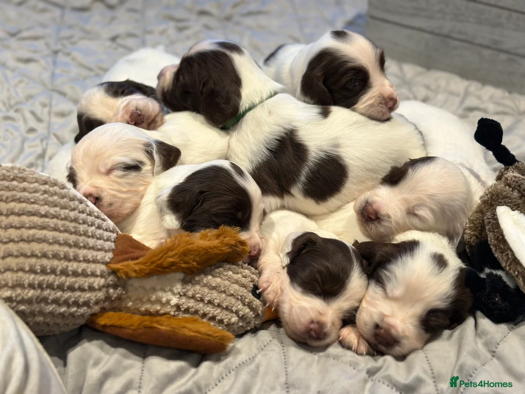 English Springer Spaniel dogs for sale: Kc registered working English springer spaniels  - Advert 4