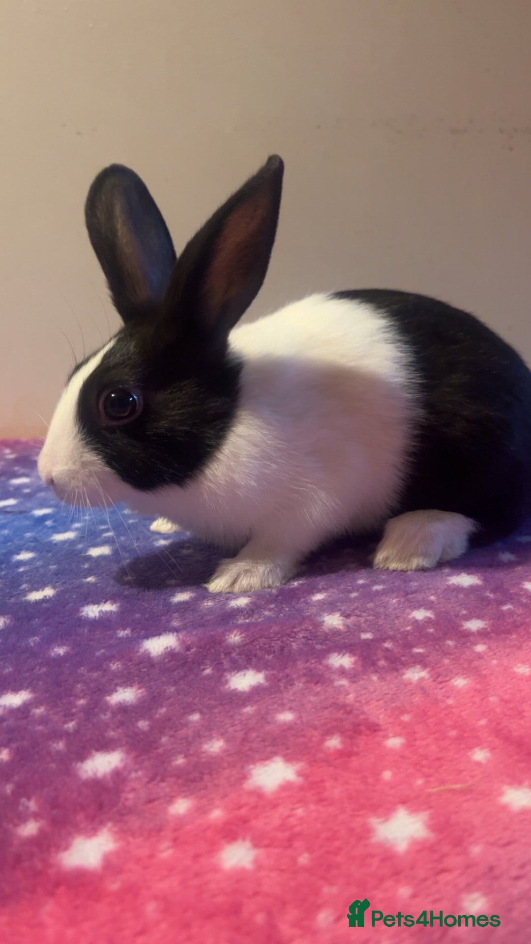 Dutch rabbits for sale: ‼️4 pure bred Dutches ready soon‼️ - Advert 13