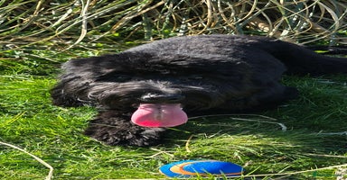 Cockapoo dogs Molly F1 cockapoo 💝 - Advert 2