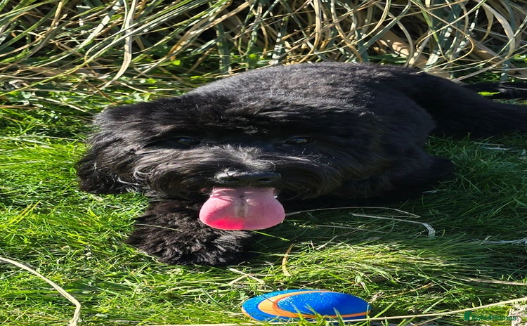 Cockapoo dogs Molly F1 cockapoo 💝 - Advert 1