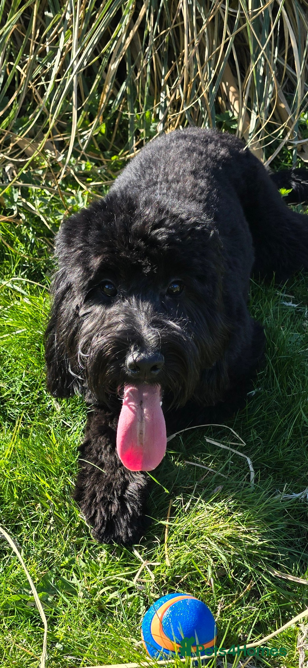 Cockapoo dogs for sale: Molly F1 cockapoo 💝 - Advert 2