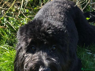 Cockapoo dogs Molly F1 cockapoo 💝 - Advert 4