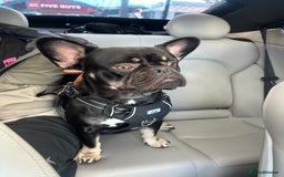 Mixed Breed dogs for sale: French bulldog x staff - Image 1