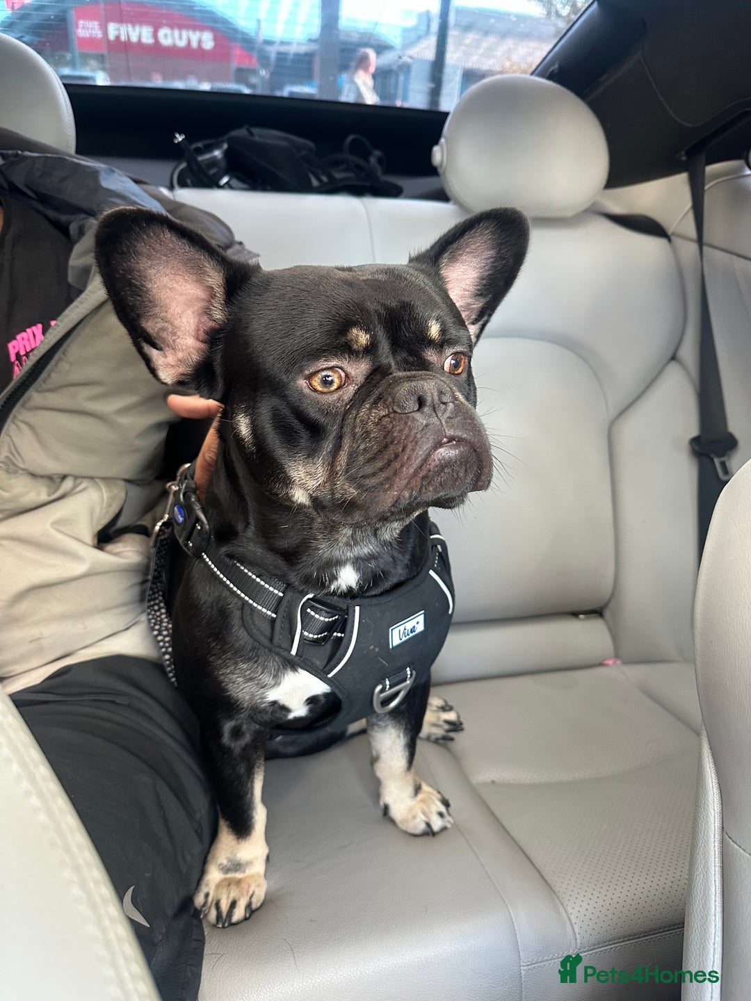 Mixed Breed dogs for sale: French bulldog x staff - Image 1