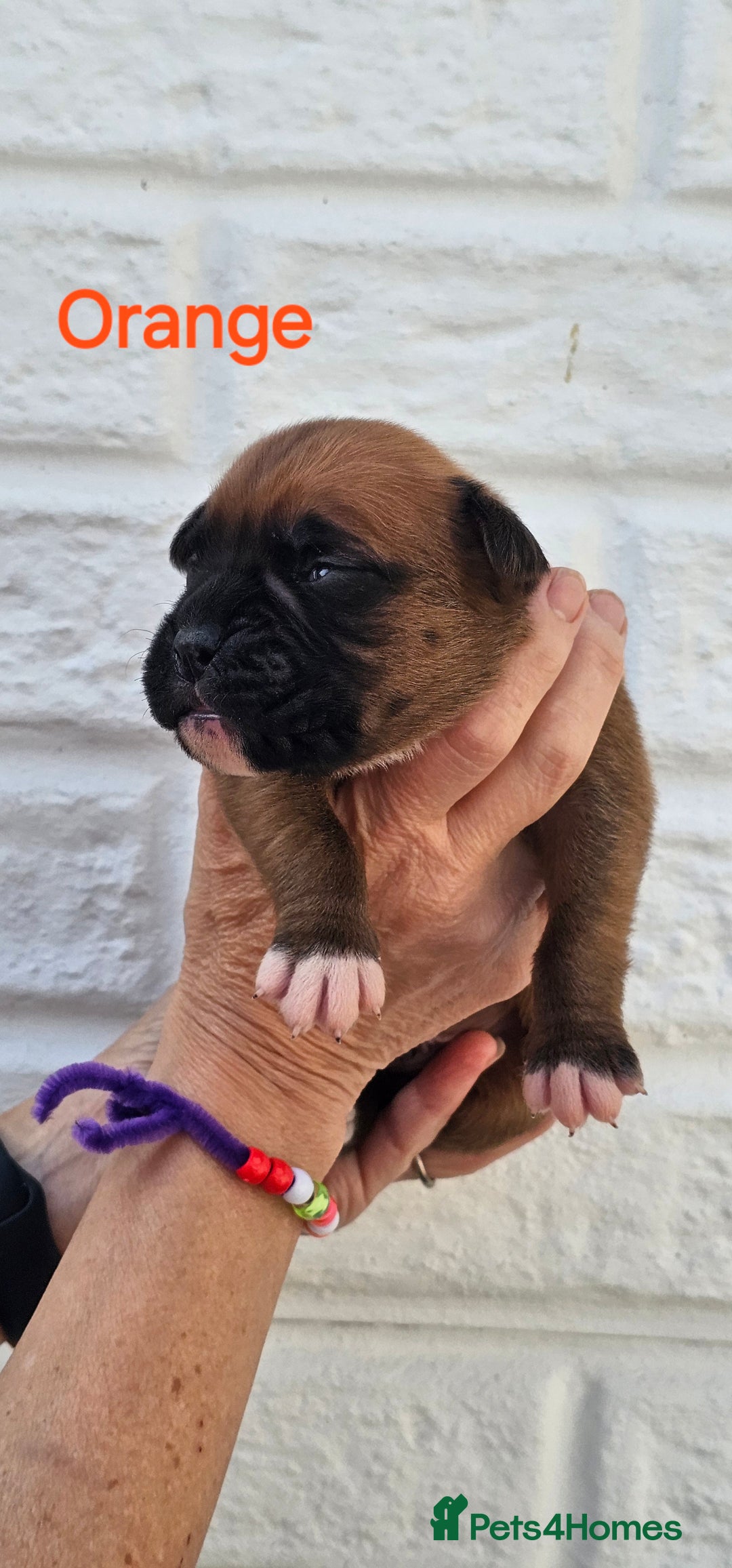 Boxer dogs for sale: *** ONLY 2 LEFT!!! *** - Image 8