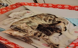 Mixed Breed cats for sale: Two female kitten's available  - Image 15