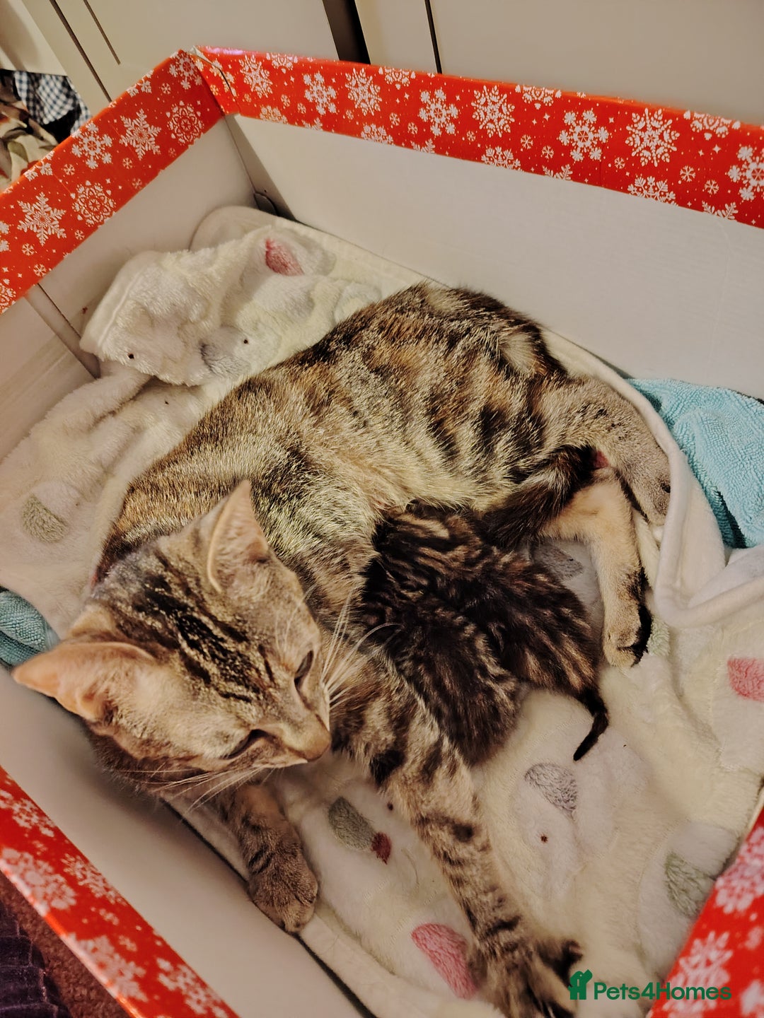 Mixed Breed cats for sale: Two female kitten's available  - Image 15
