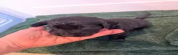 Flat coated Retriever dogs for sale: Beautiful Flat Coated Retriever Puppies - Advert 6