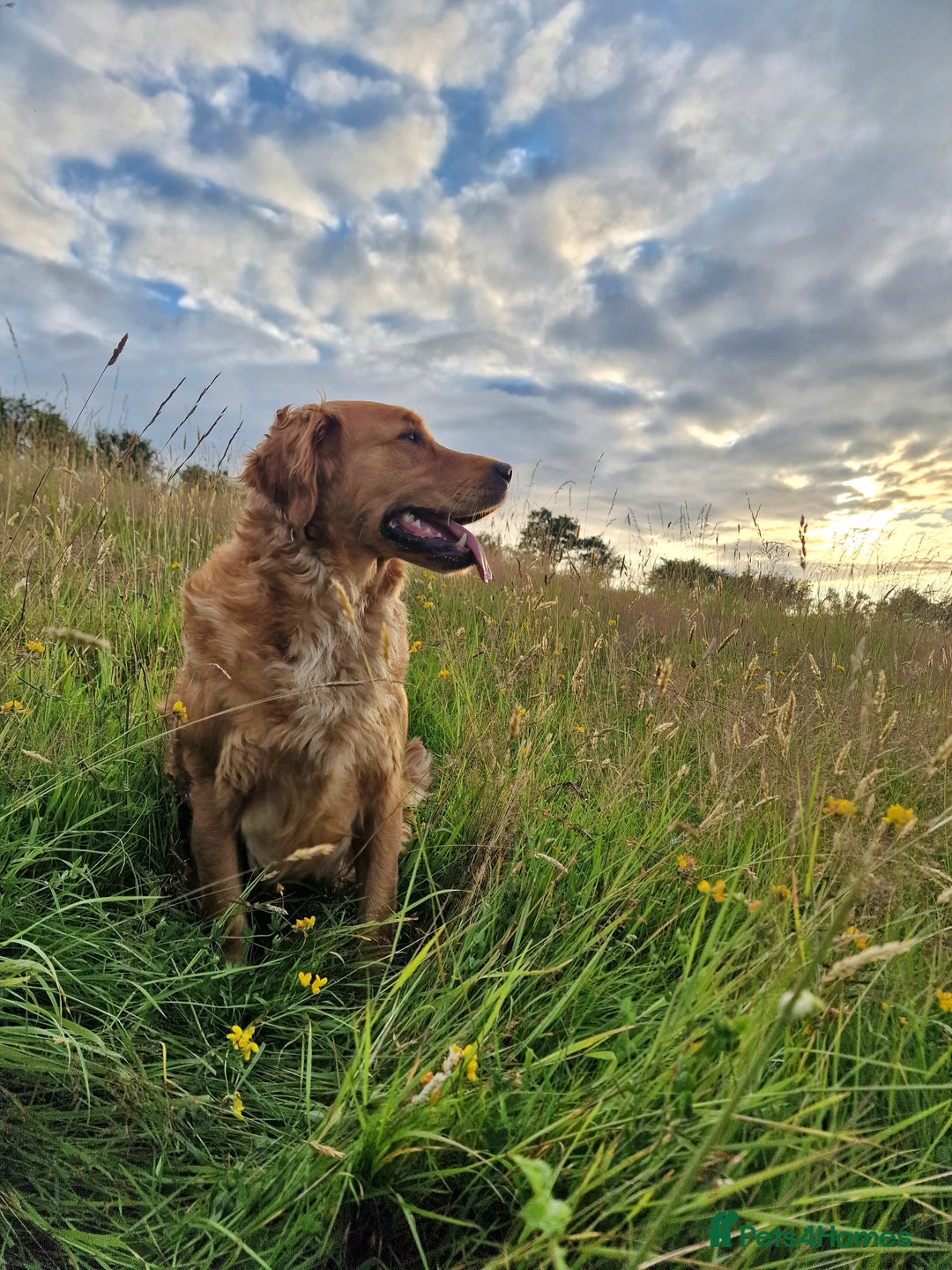 Goldendoodle dogs for sale: Gorgeous mini F1 goldendoodles - Image 12