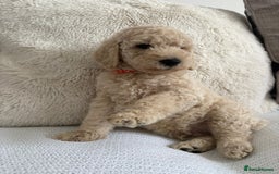 Standard Poodle dogs for sale: Stunning KC Standard Poodle Puppies for sale - Image 11