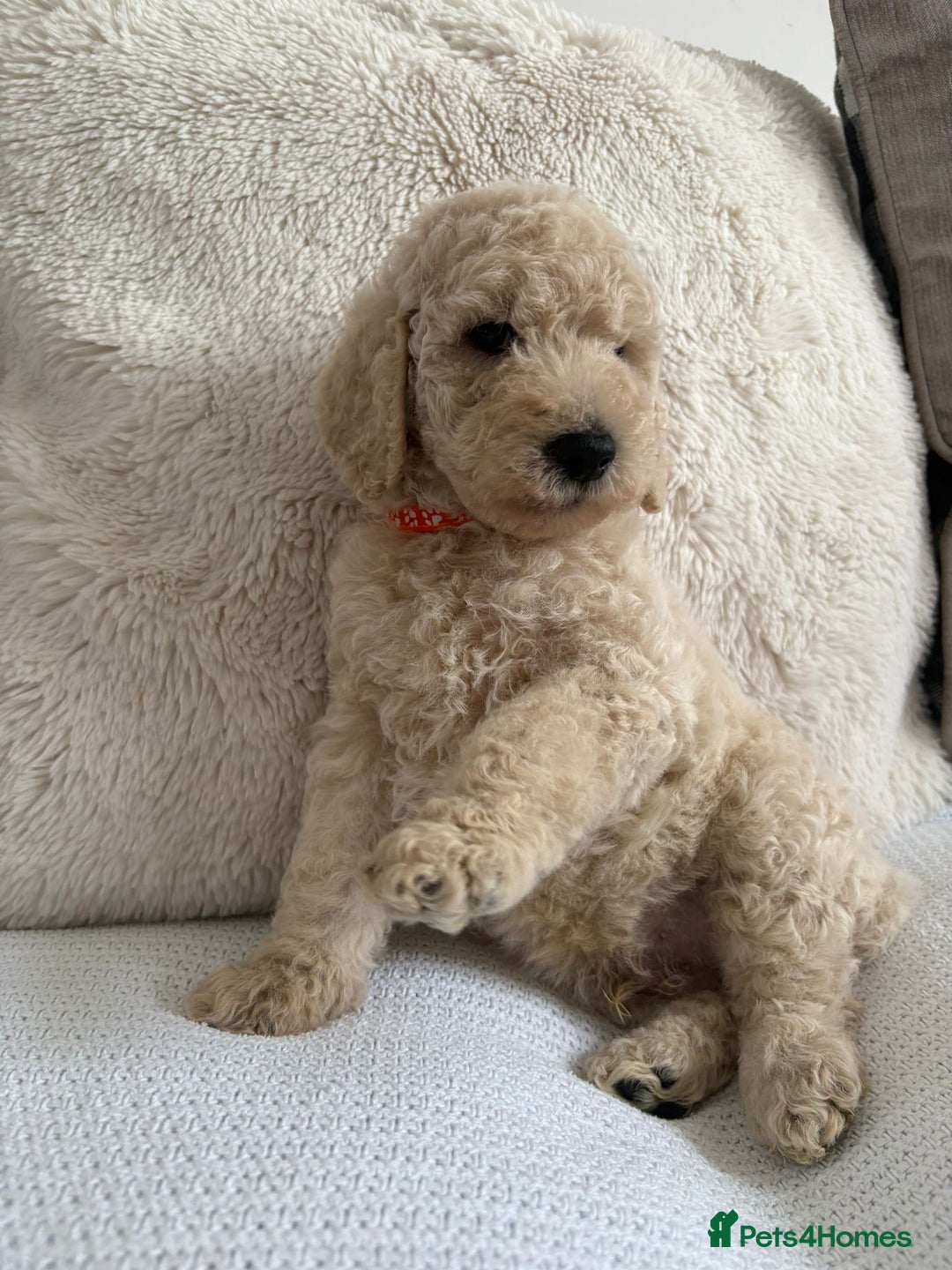 Standard Poodle dogs for sale: Stunning KC Standard Poodle Puppies for sale - Image 11