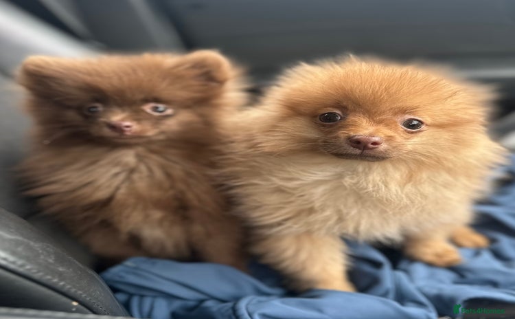 Pomeranian dogs - Advert 6