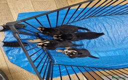 Mixed Breed dogs for sale: Adorable Rottsky Pups - Image 2