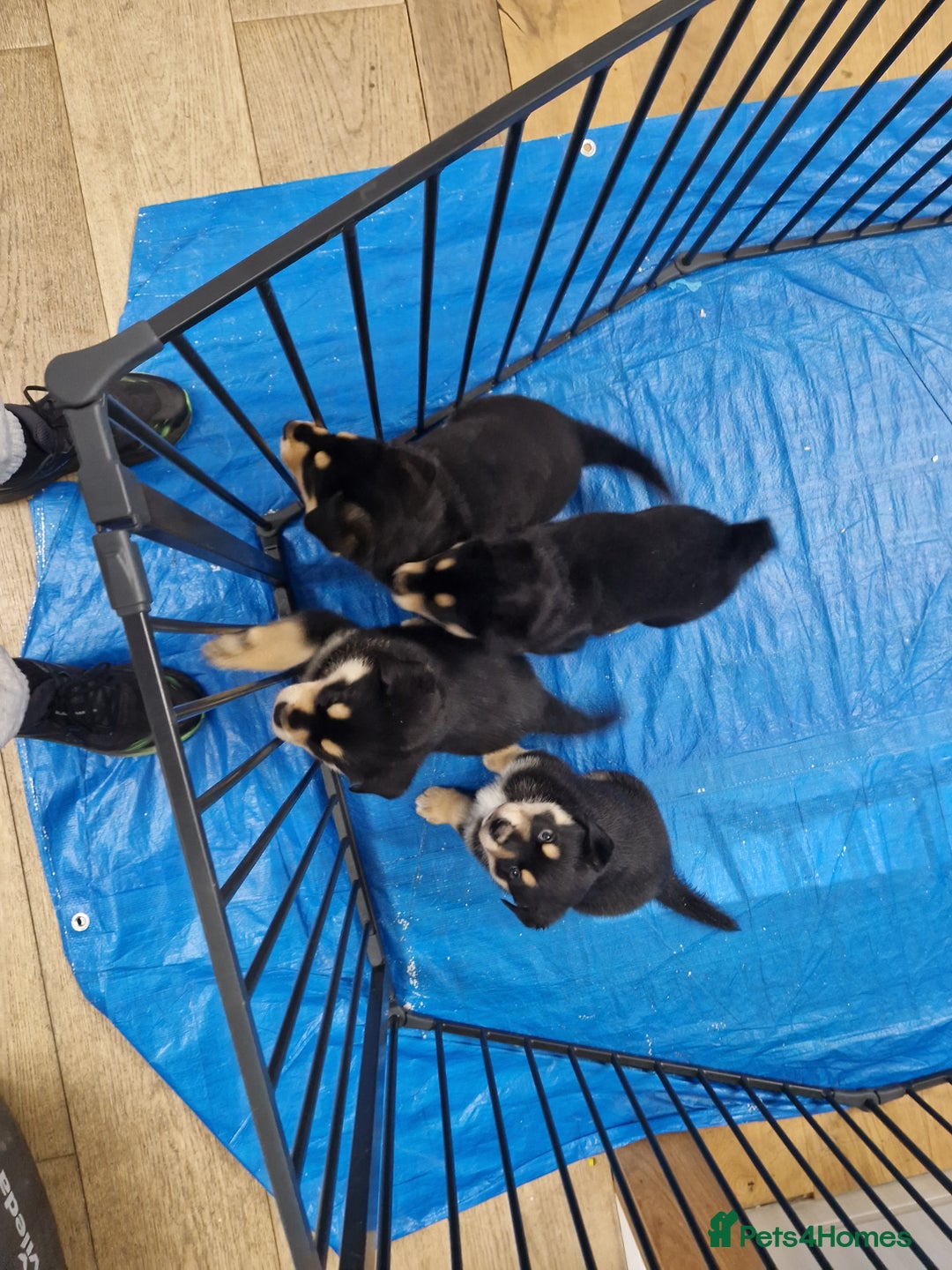 Mixed Breed dogs for sale: Adorable Rottsky Pups - Image 2