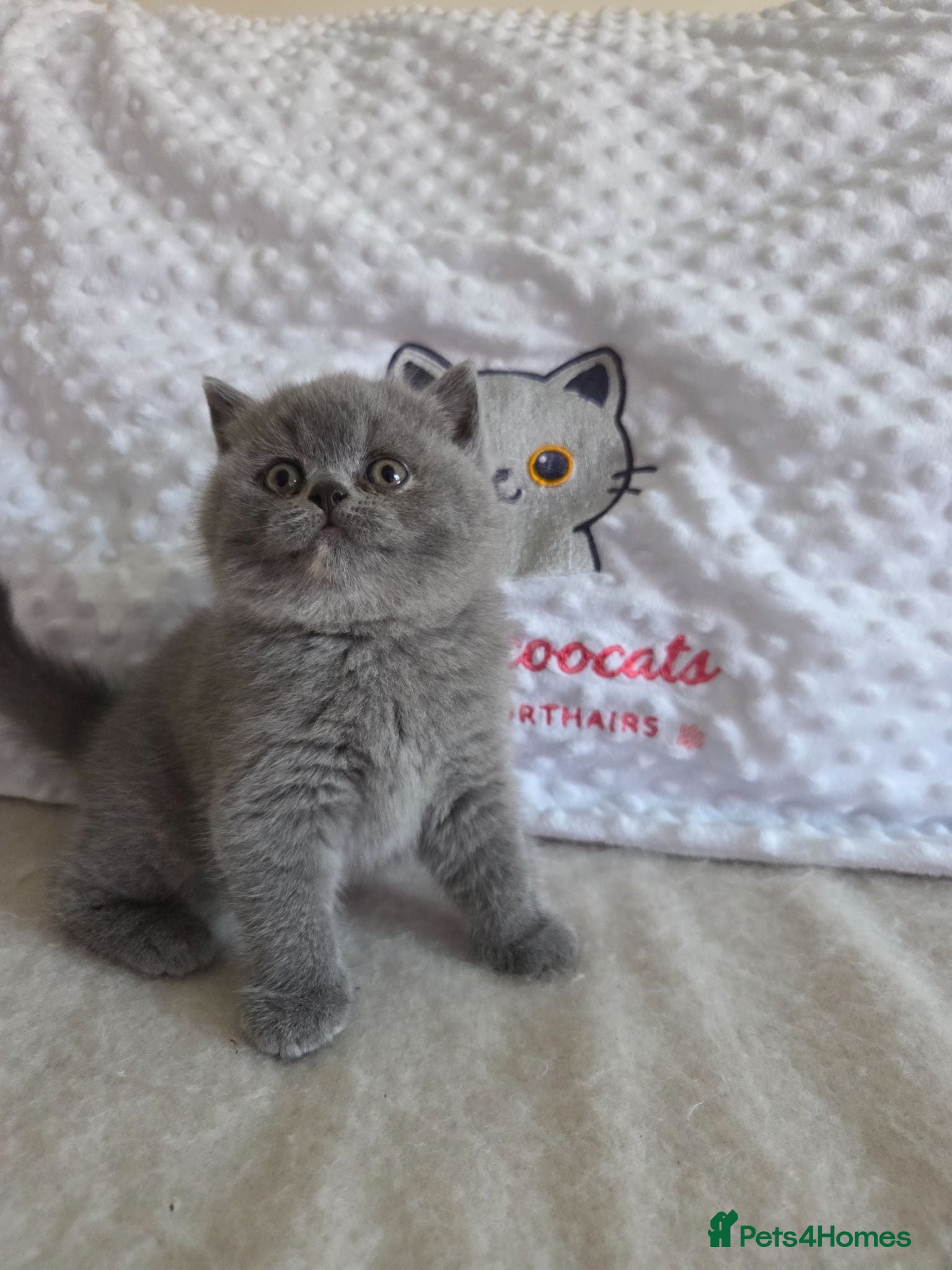British Shorthair cats  British shorthair kittens ready end of August  - Advert 2