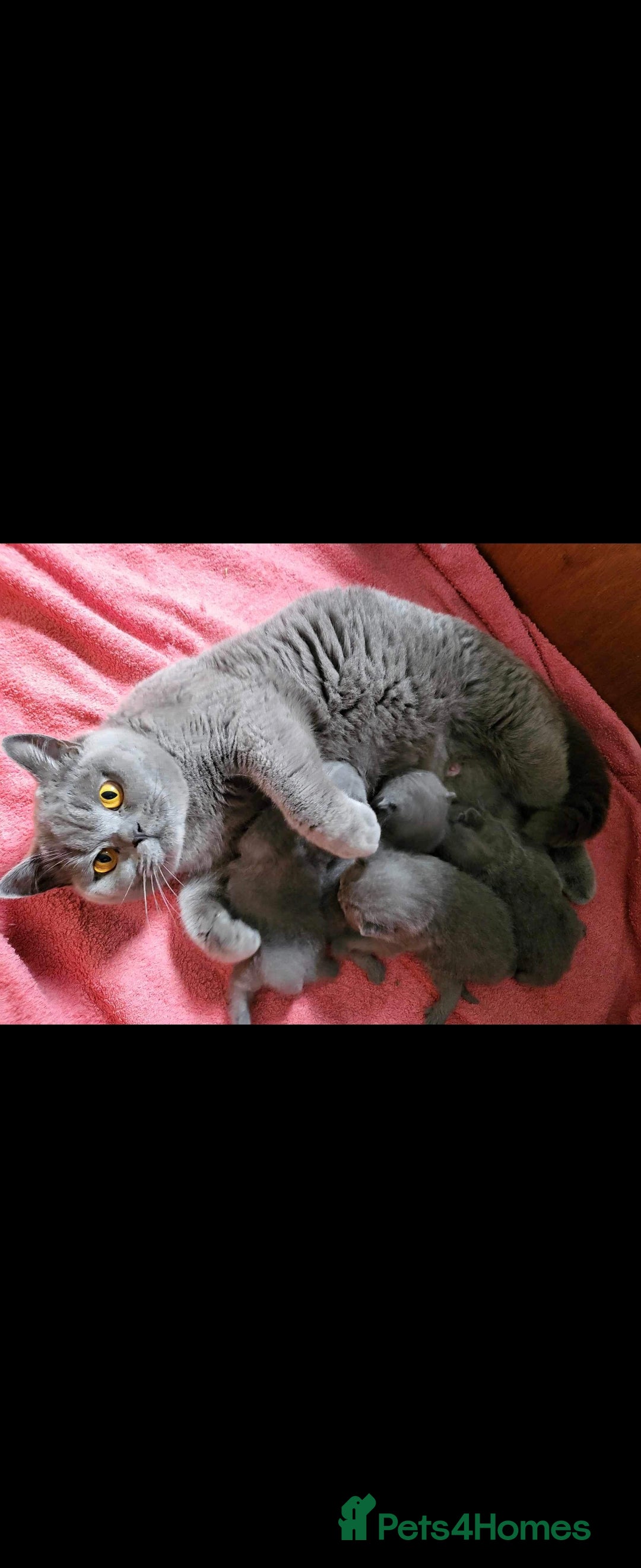 British Shorthair cats for sale: ✨️stunning brittish Shorthair kittens✨️ - Advert 11