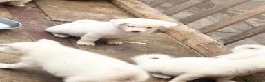 Japanese Akita Inu 8 DAISY