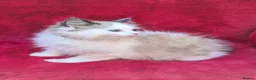 Ragdoll cats for sale: GCCF Registered Ragdoll Kittens  - Advert 7