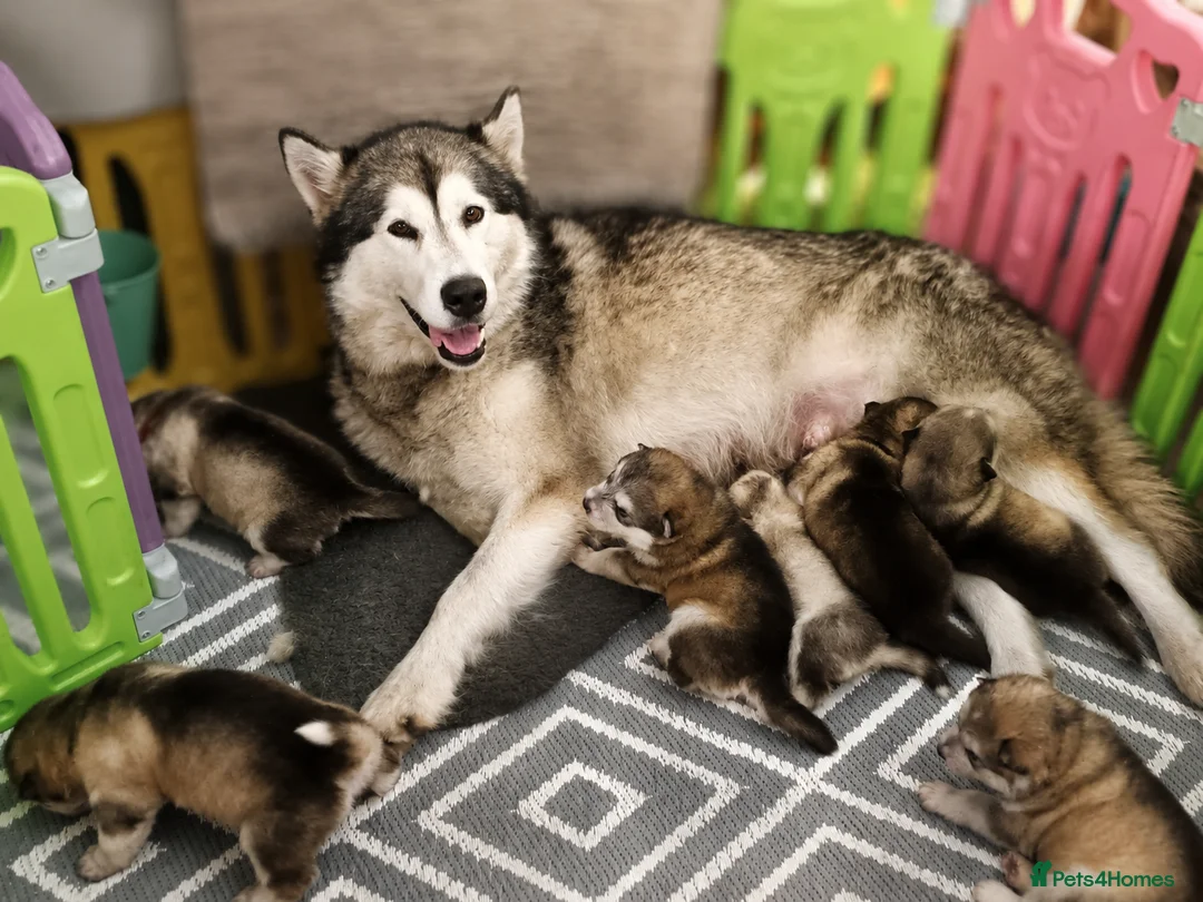Alaskan Malamute dogs for sale: Top class alaskan malamutes  in Aberdare - Advert 2