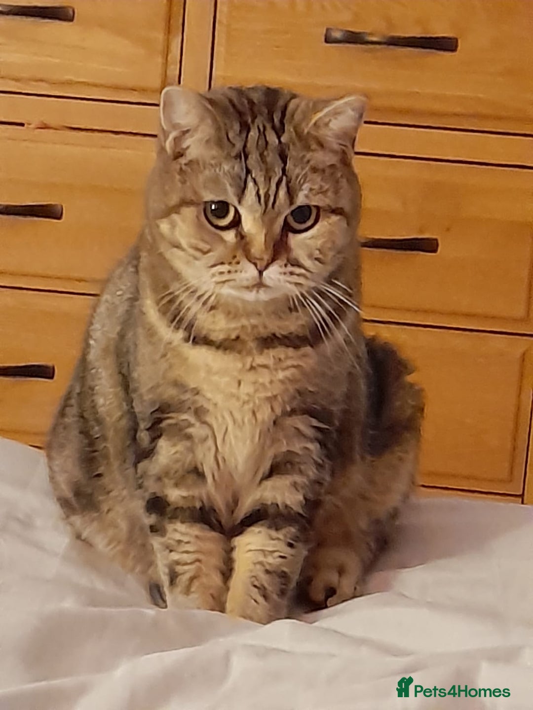 Mixed Breed cats for sale: Tabby girl - Image 4