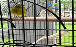 Canaries birds for sale: Pair of Canaries with Cage - Image 9