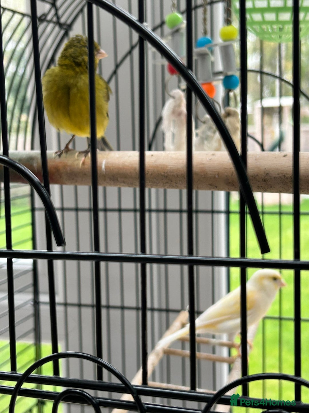 Canaries birds for sale: Pair of Canaries with Cage - Image 9