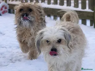 Shihpoo dogs Shihpoos - Advert 6