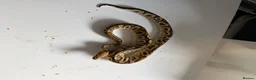 Python Snake reptiles for sale: Various Ball Pythons for sale - Advert 16