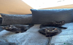 Norwegian Forest Cat cats for sale: Kittens - Advert 4