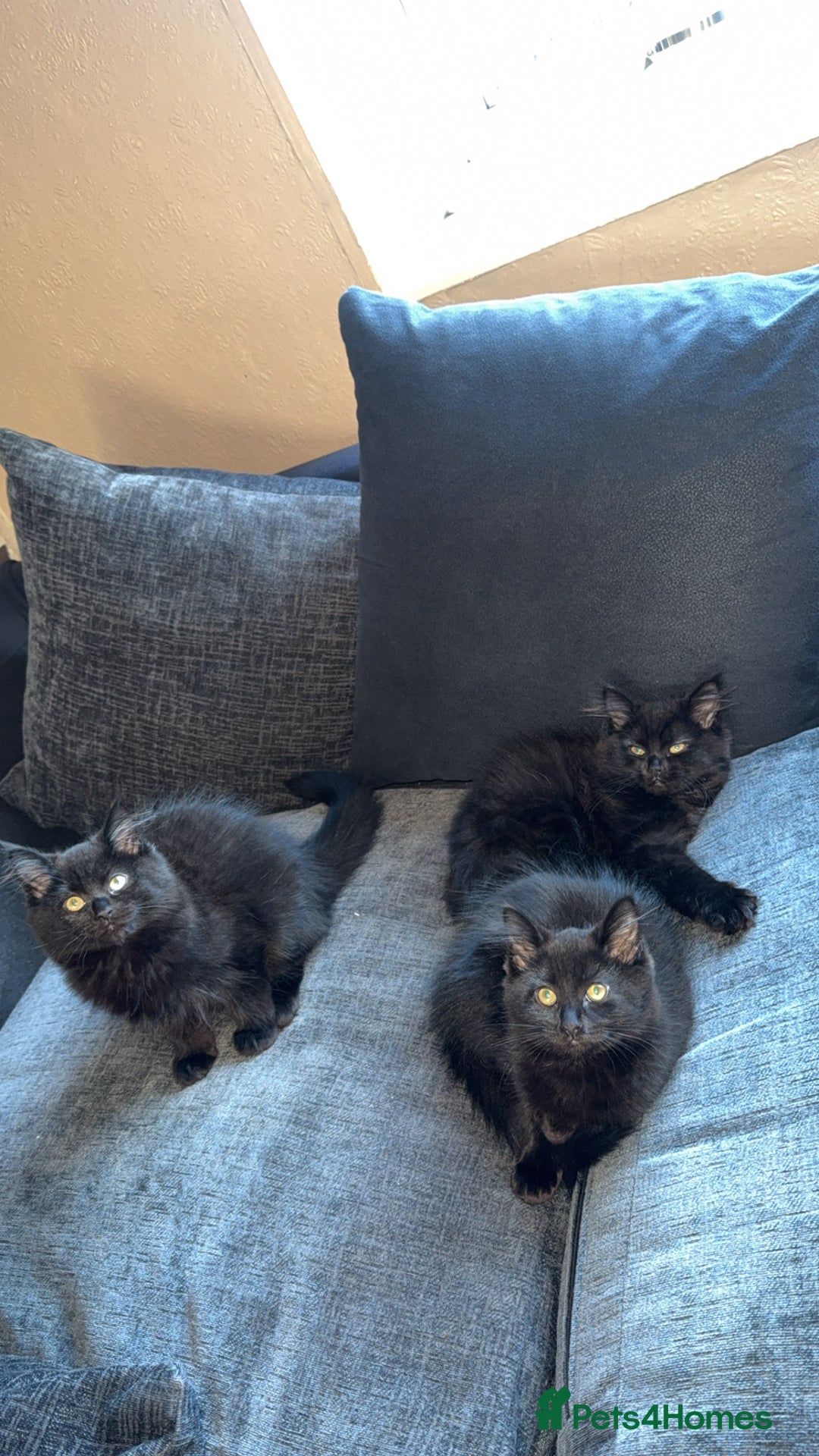 Norwegian Forest Cat cats for sale: Kittens - Advert 4