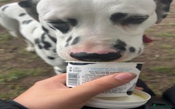 Mixed Breed dogs for sale: Dalmatianxboxer puppies  - Image 1