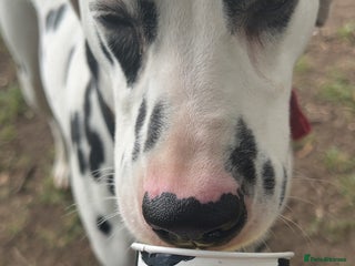 Mixed Breed dogs - Advert 1