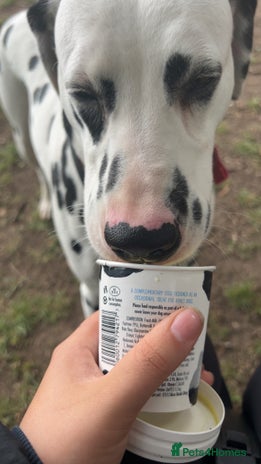 Mixed Breed dogs - Advert 1