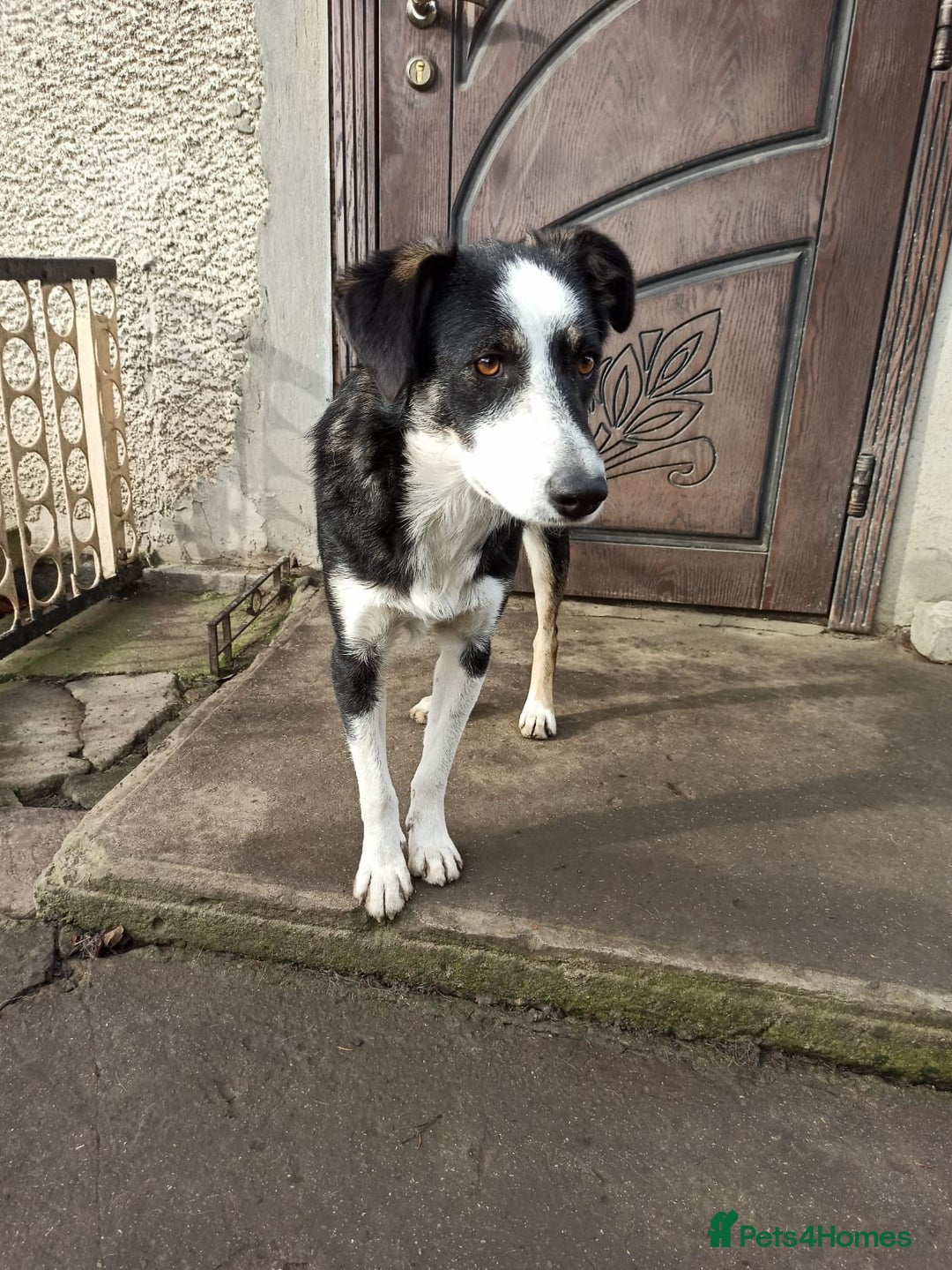 Mixed Breed dogs for adoption: 💙BENNY💙 – Dreams of His First Birthday at Home - Advert 3