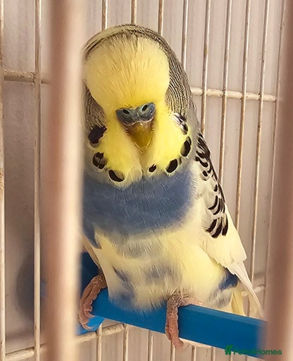 Gallery Image {{count}}