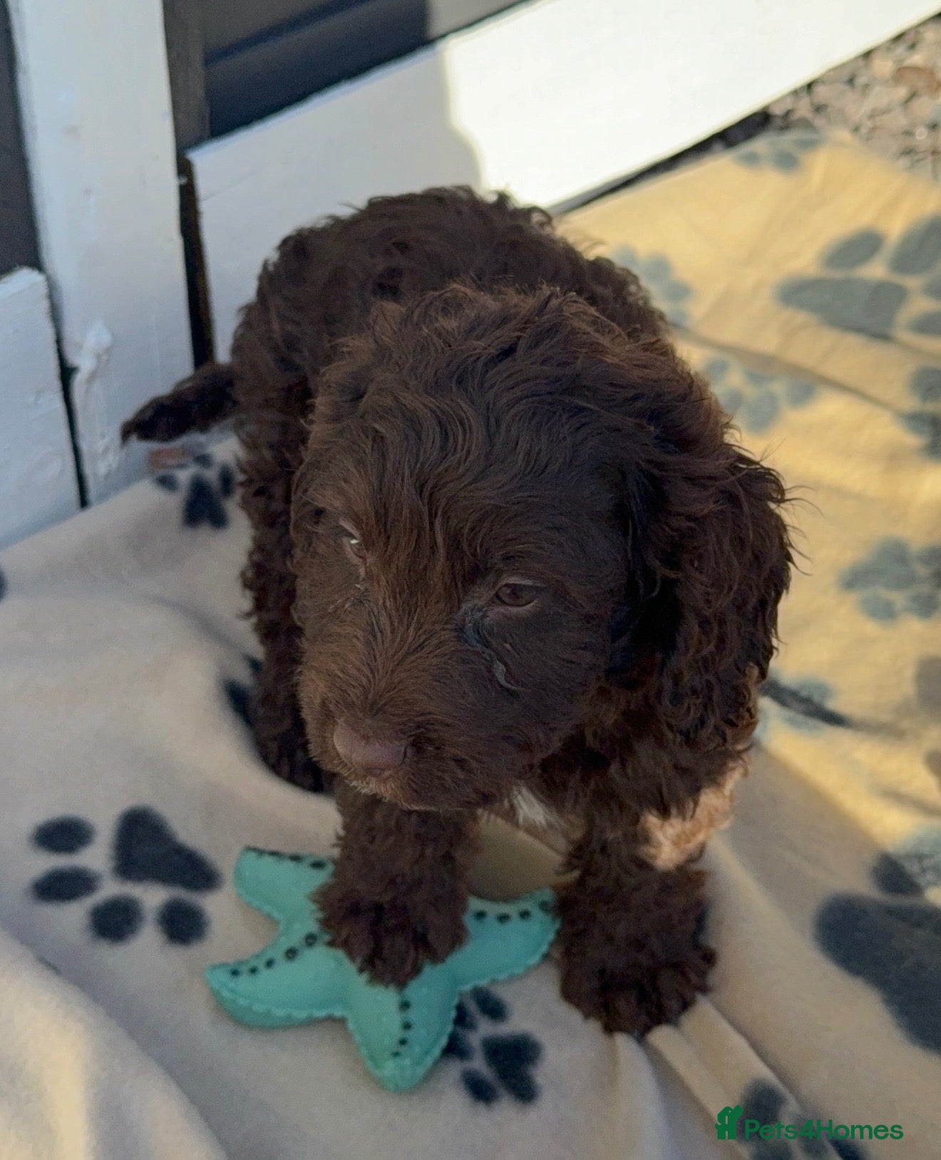 Cockapoo dogs Only 4 left!!! 4 beautiful cockapoo puppies  - Advert 18