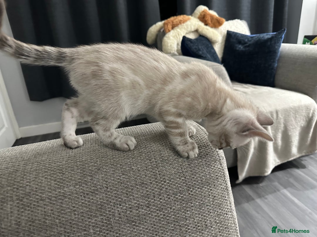 Bengal cats for sale: Beautiful silver snow lynx Bengal babies - Advert 4