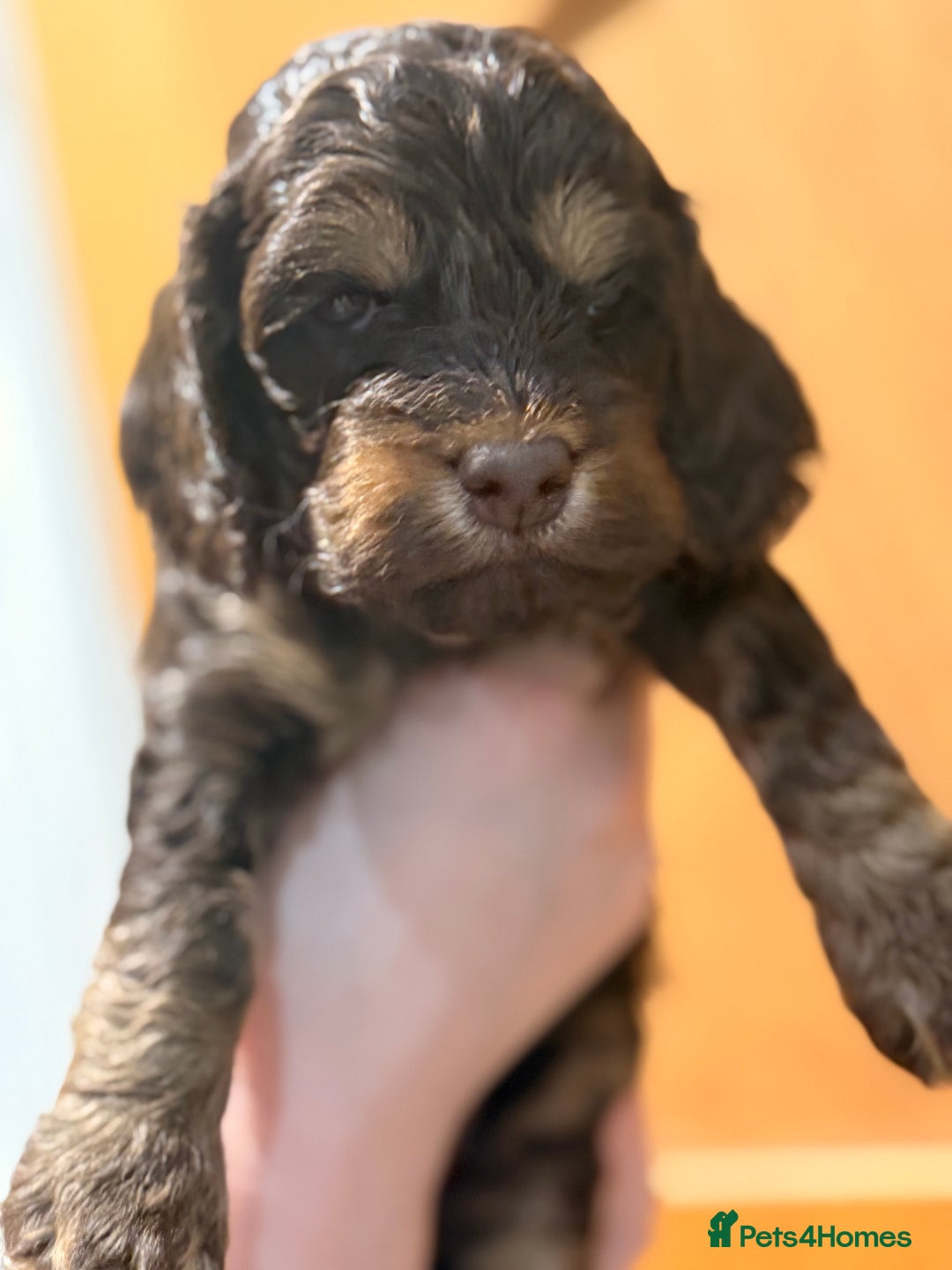 Cockapoo dogs for sale: Toy cockerpoo puppies  - Advert 6