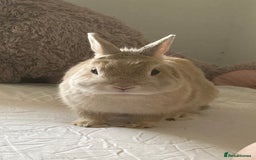 Netherland Dwarf rabbits for sale: Browny Dwarf Rabbit (URGENT) - Image 2