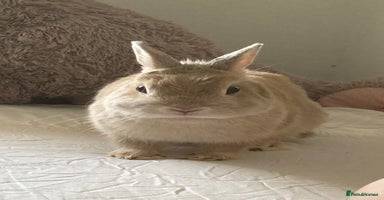 Netherland Dwarf rabbits - Advert 2