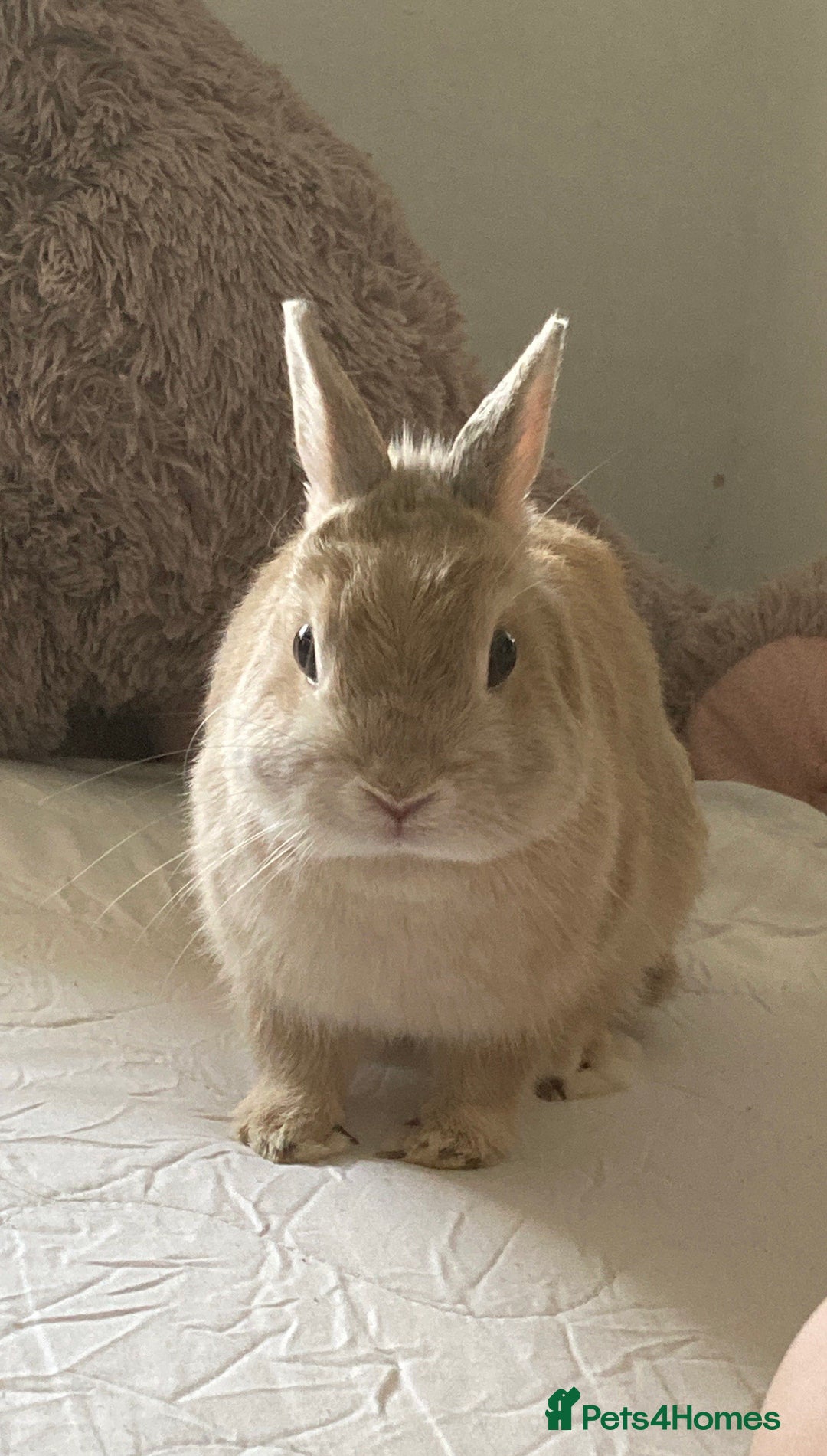 Netherland Dwarf rabbits for sale: Browny Dwarf Rabbit (URGENT) - Image 2