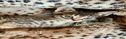 Bengal cats for sale: Glittery Bengal X With Famous References! - Advert 9
