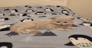 British Shorthair cats - Advert 3