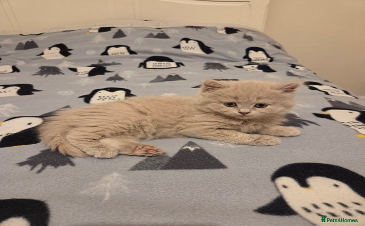 British Shorthair cats - Advert 4