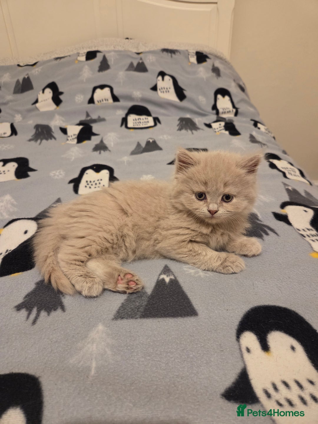British Shorthair cats for sale: Britishshort Hair Female (Last one) ♡ - Advert 2