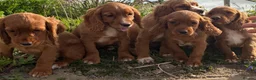 Cocker Spaniel dogs for sale: Working cocker spaniel  - Advert 7