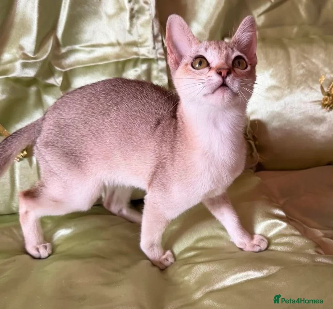 Singapura cats for sale: Rare Breed Singapura Kitten - Advert 36